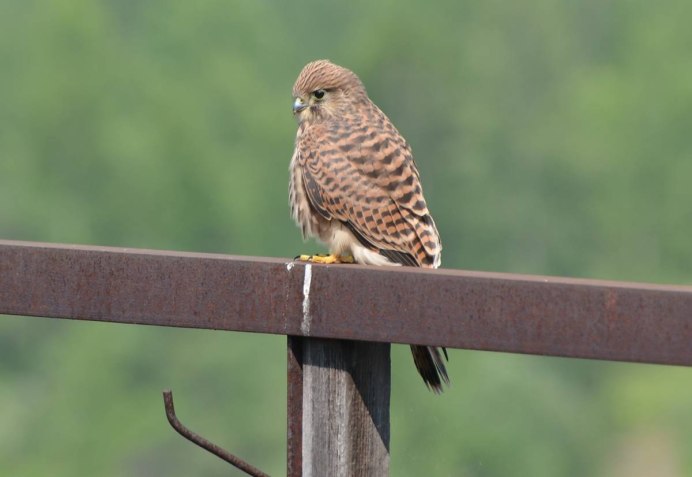 Пустельга к Крылатском фото зимой