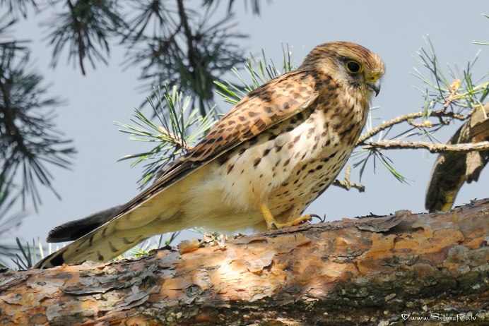 Маврикийская пустельга