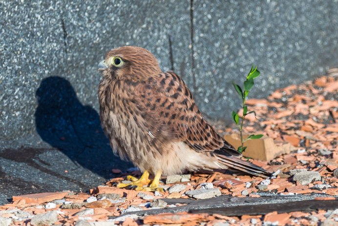 Молуккская пустельга