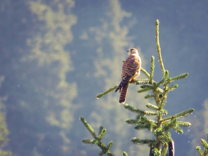 Обыкновенная пустельга птенец