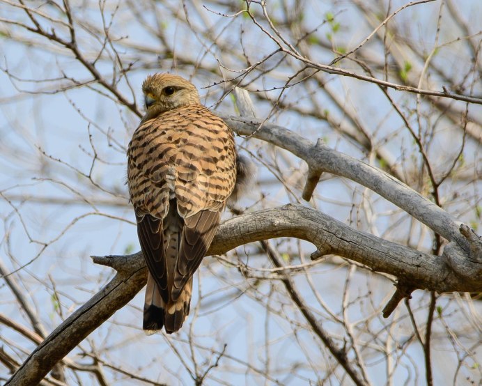 Маврикийская пустельга
