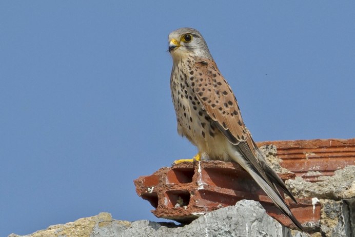 Пустельга aesthetic