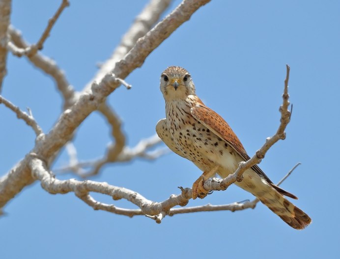 Птицы Зеленогорска фото