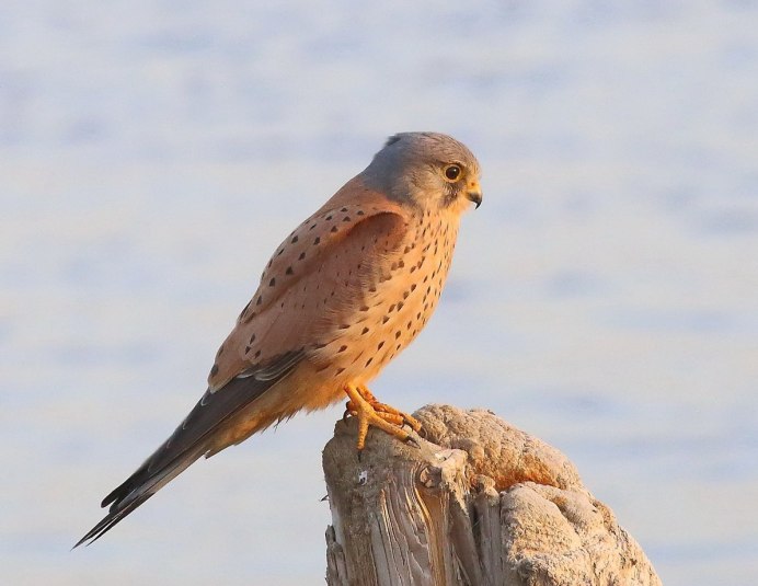 Лисья пустельга