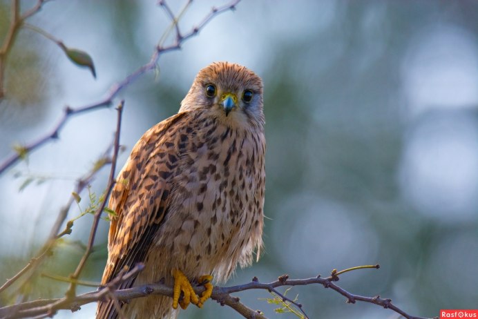 Обыкновенная пустельга лапы