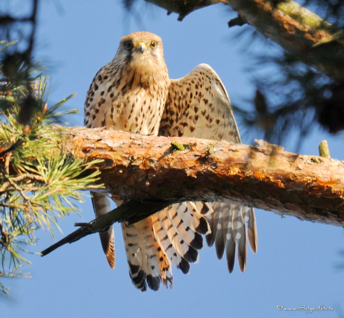 Пустельга обыкновенная гнездо