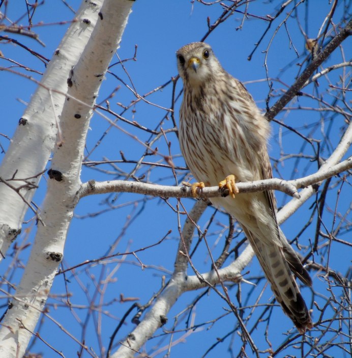 Сокол пустельга