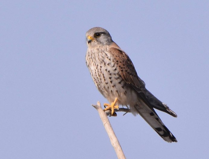 Воробьиный ястреб