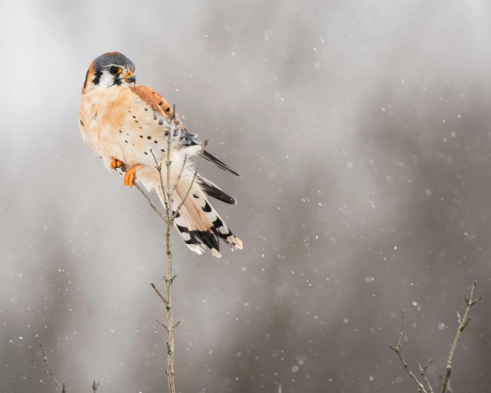 Американская пустельга птенец