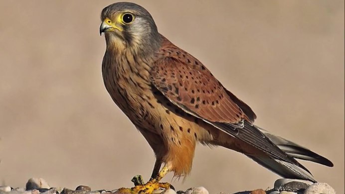 Обыкновенная пустельга