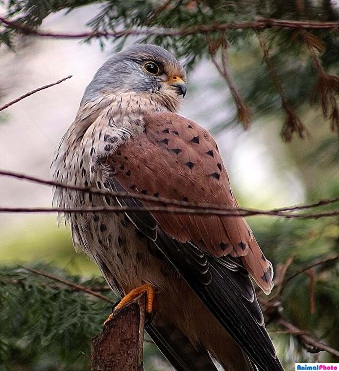 Молуккская пустельга