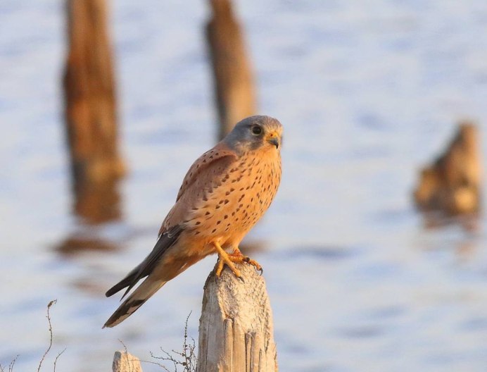 Обыкновенная пустельга птица