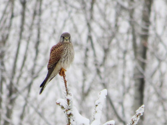 Пустельга зимой