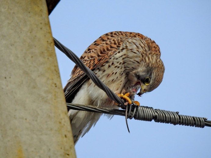 Пустельга обыкновенная гнездо