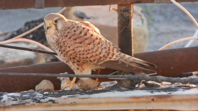 Воробьиная пустельга птенец