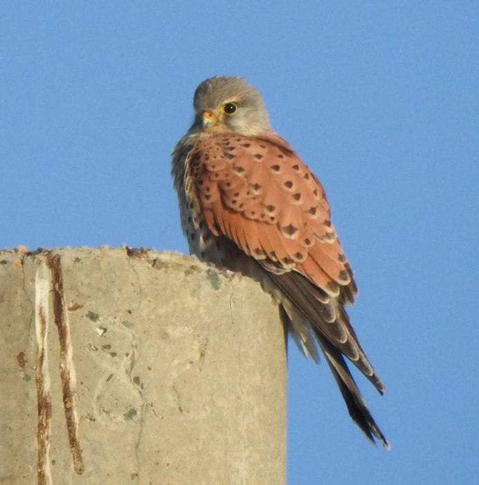 Пустельга или Falco tinnunculus