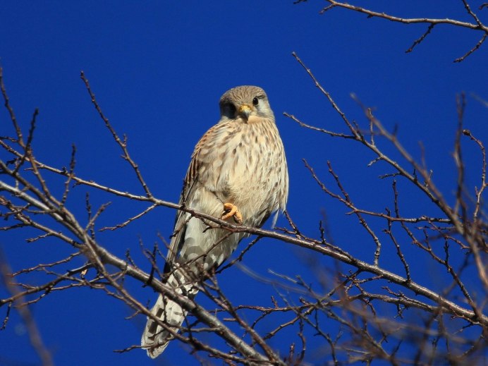 Воробьиная пустельга