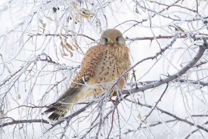 Пустельга зимой