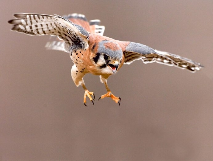 Реюньонская пустельга