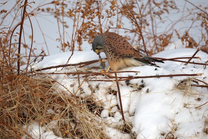 Пустельга птица Хабаровск