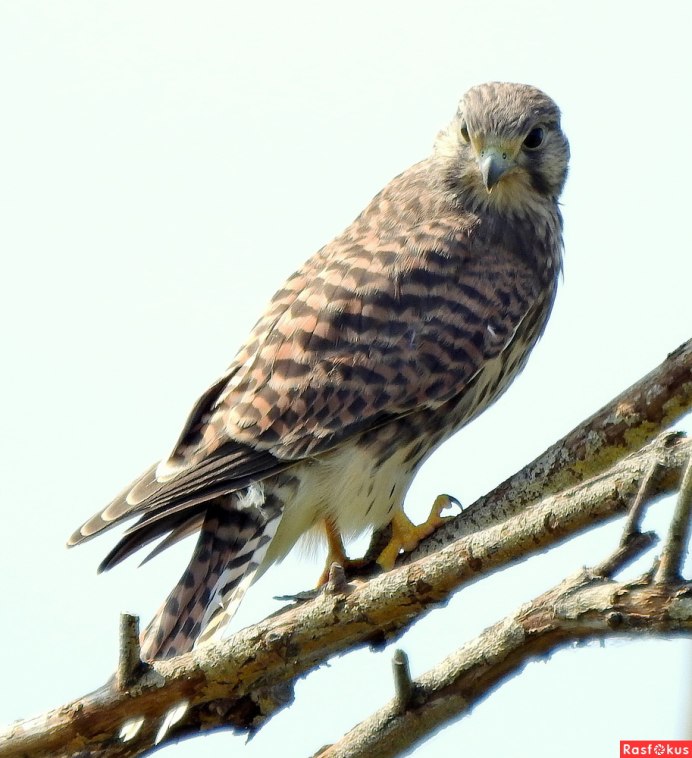 Пустельга Марвел