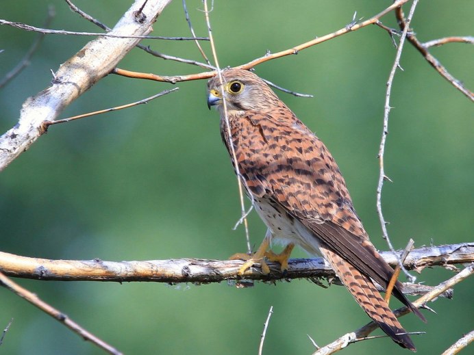 Пустельга на дереве фото зимой
