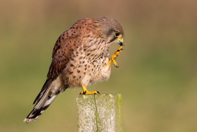 Пустельга обыкновенная - Falco tinnunculus Linnaeus, 1758