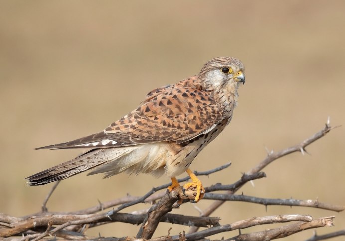 Может ли пустельга сбить голубя