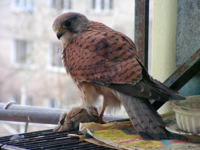 Пустельга Соколиная охота пустельга