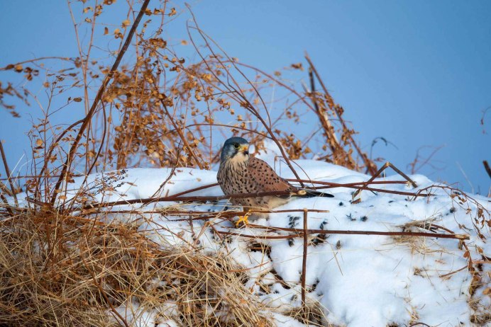 Зима в Астраханском заповеднике