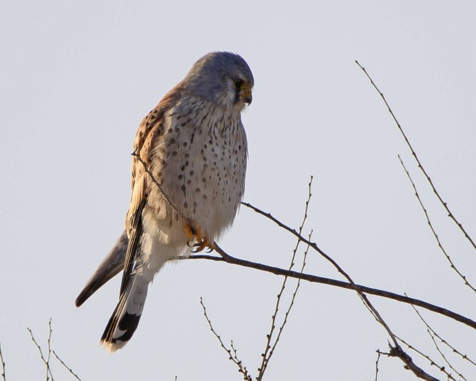 Пустельга Сибирская