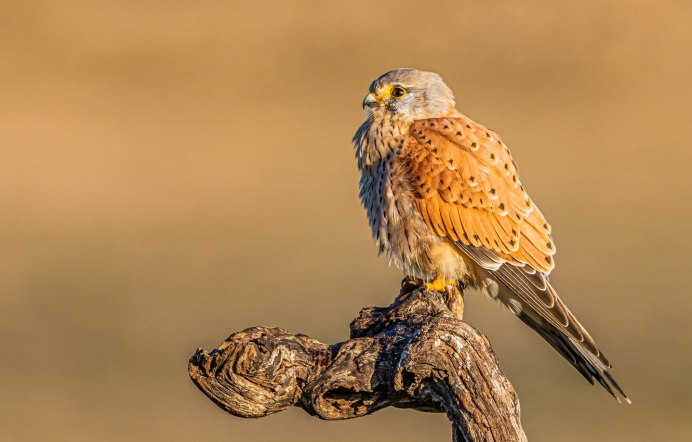 Пустельга гнездится