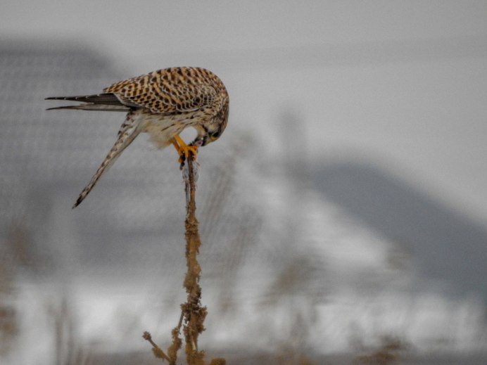 Степная пустельга в Саяно-Шушенском заповеднике фото и описание