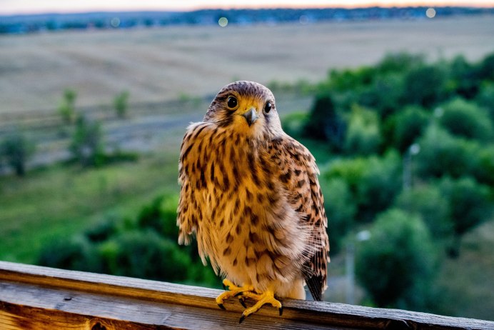 Пустельга в снегу