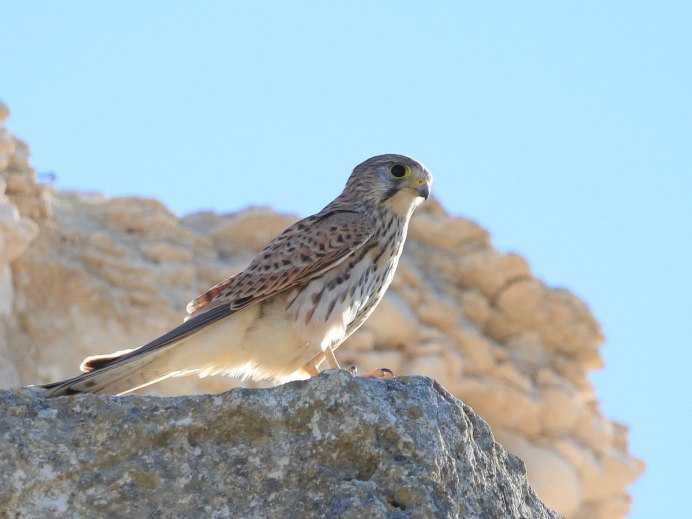 Сибирская птица Алтайский край