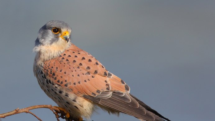 Пустельга МГУ