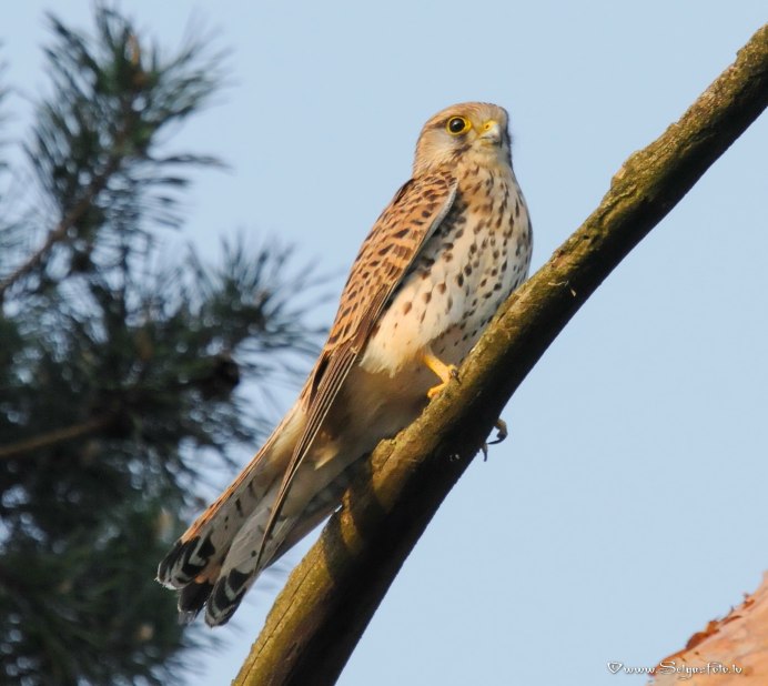 Воробьиная пустельга