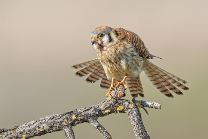 Обыкновенная пустельга птица