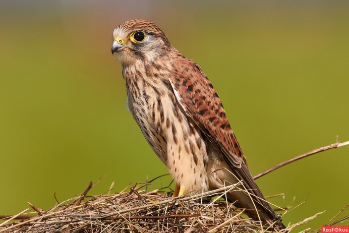 Кобчик пустельга