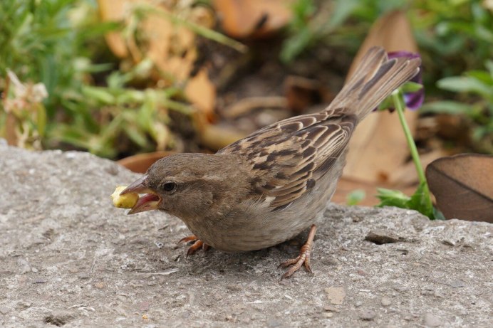 Домовый Воробей