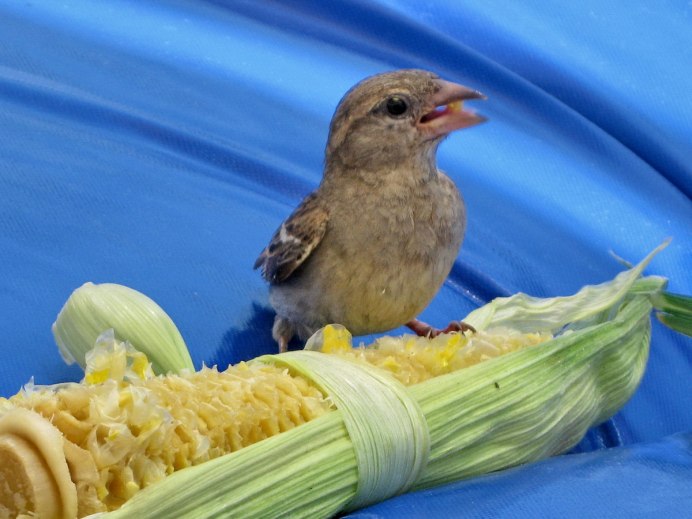 Sparrow on the Shoulder