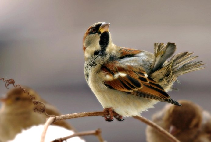 Крупный Воробей