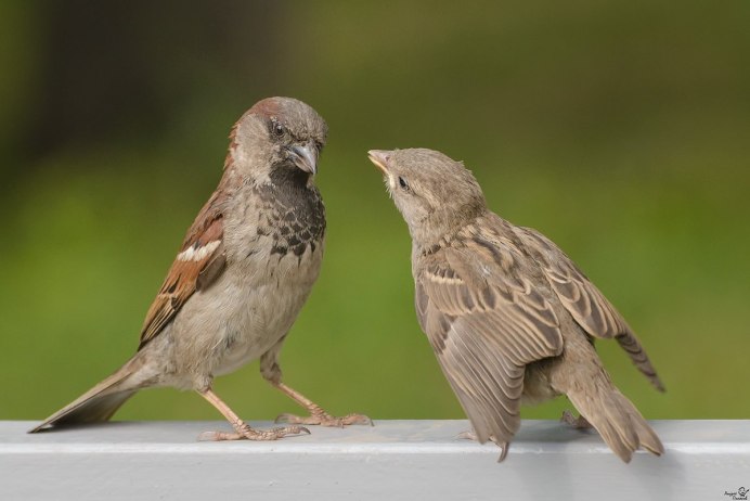Воробьи на палочке