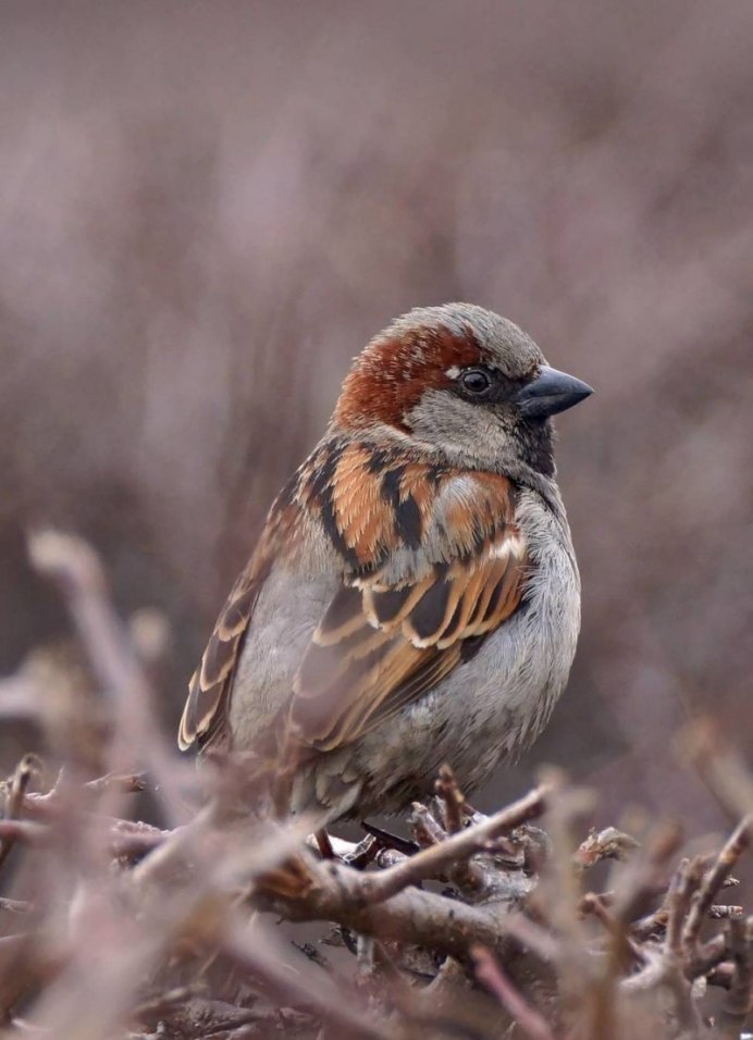 Бразильский Воробей