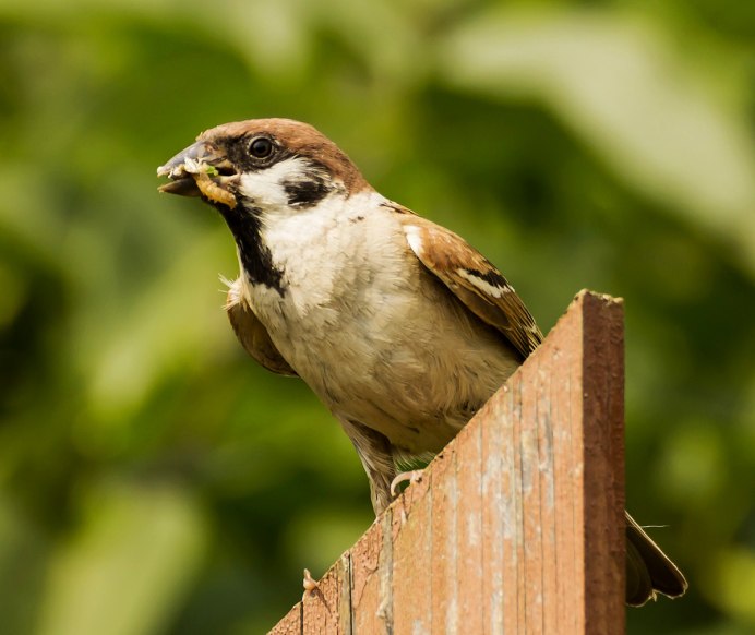 Птица Домовой Воробей
