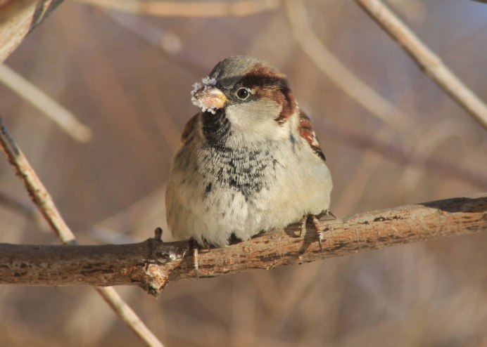 Оранжевый Воробей