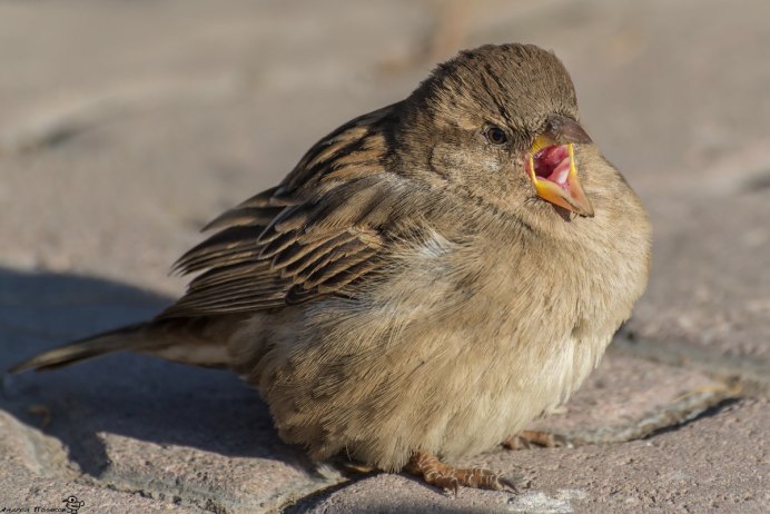 Домовый Воробей самец и самка