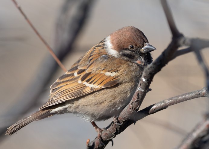 Воробей меланист