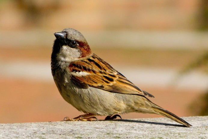 Пестрый Воробей