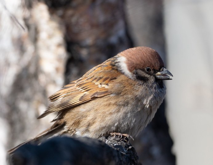 Воробей Стоянович